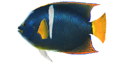 KING ANGELFISH