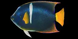 KING ANGELFISH