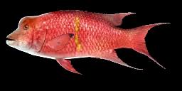 MEXICAN HOGFISH