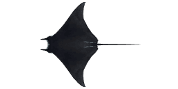 MUNK'S DEVIL RAY