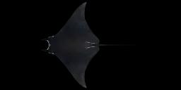 MUNK'S DEVIL RAY