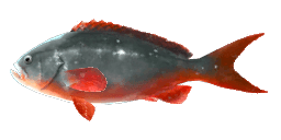 PACIFIC CREOLEFISH