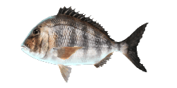 PACIFIC PORGY