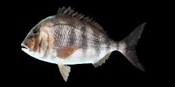 PACIFIC PORGY