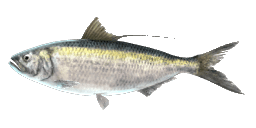 PACIFIC THREAD HERRING