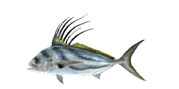 ROOSTERFISH