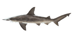 SCALLOPED BONNETHEAD