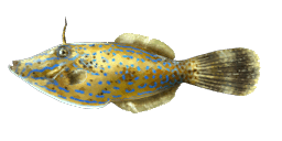 SCRIBBLED LEATHERJACKET FILEFISH