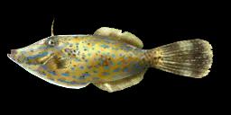 SCRIBBLED LEATHERJACKET FILEFISH