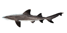 WHITETIP REEF SHARK