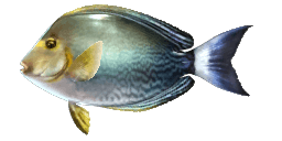 YELLOWFIN SURGEONFISH