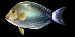 YELLOWFIN SURGEONFISH