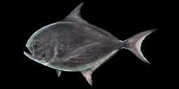 BIG-SCALE POMFRET