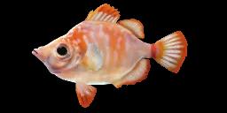 BOARFISH