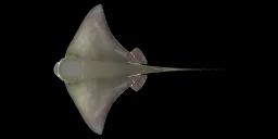 COMMON EAGLE RAY