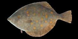 EUROPEAN PLAICE