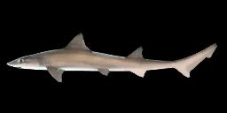 STARRY SMOOTH-HOUND