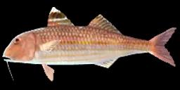 SURMULLET