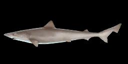 TOPE SHARK