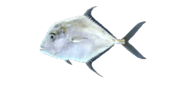 ALEXANDRIA POMPANO