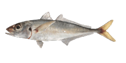 ATLANTIC HORSE MACKEREL