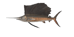 ATLANTIC SAILFISH