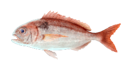 BLACKSPOT SEABREAM