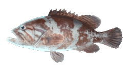 DOGTOOTH GROUPER