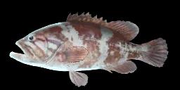 DOGTOOTH GROUPER