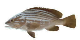 GOLDBLOTCH GROUPER