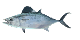 PLAIN BONITO