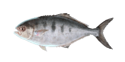 POMPANO