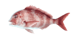 RED PORGY