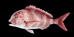 RED PORGY