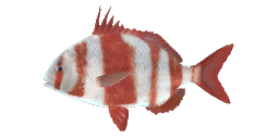 REDBANDED SEABREAM