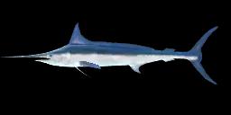 ROUNDSCALE SPEARFISH