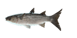 THICKLIP GRAY MULLET