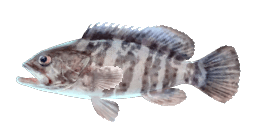 WHITE GROUPER