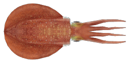 BIGFIN REEF SQUID