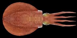 BIGFIN REEF SQUID