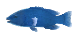 BLUE GROPER