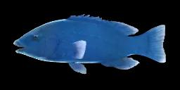 BLUE GROPER