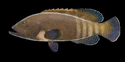 BLUESPOTTED GROUPER