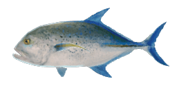 BLUEFIN TREVALLY