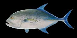 BLUEFIN TREVALLY