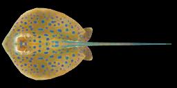 BLUESPOTTED RIBBONTAIL RAY