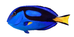 BLUE TANG