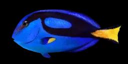 BLUE TANG