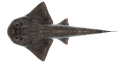 BOWMOUTH GUITARFISH