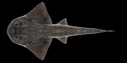 BOWMOUTH GUITARFISH